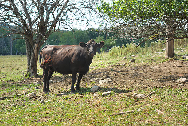 istock black angus cow in a field 588373238