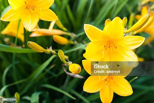 Daylily Bloom In The Garden Summer Garden Blurred Background Stock Photo - Download Image Now