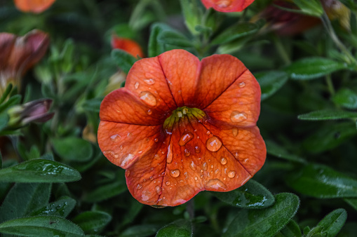 orange petunia with raindrops
