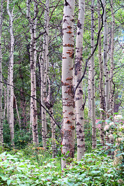 istock Poplar tree forest in summer in the Rocky Mountains 588373918