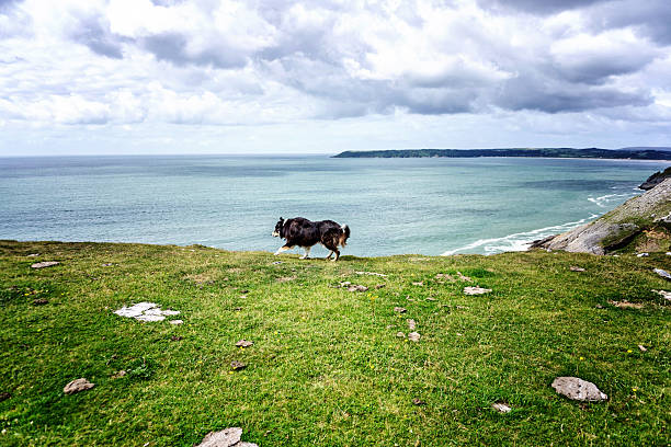 istock Border collie running on grassy headland 588374412