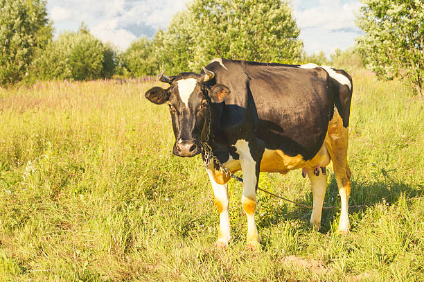 istock Cow in the field 588374944