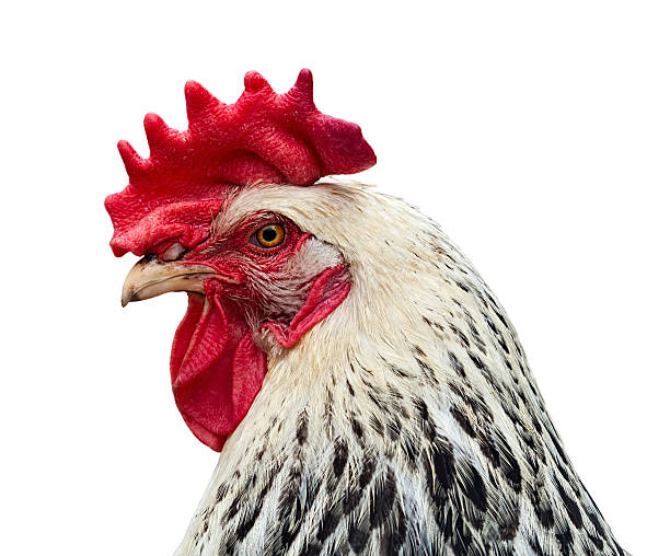istock Chicken portrait in profile isolated on white 588375196