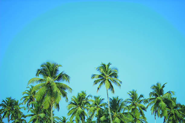 coconut palm trees at tropical beach vintage filter - thailand heaven tropical rainforest forest imagens e fotografias de stock