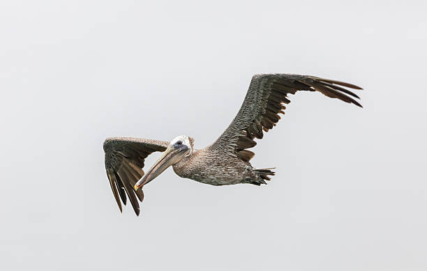 istock Brown pelican flying in Pacifca, California 588377108