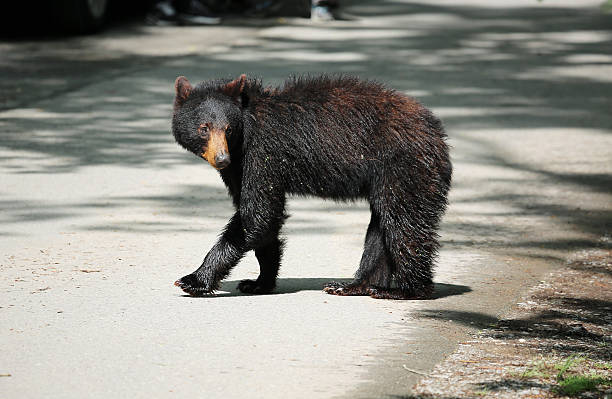 Great Smoky Mountains National Park, Tennessee