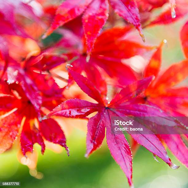 Red Maple Leaves Stock Photo - Download Image Now - Autumn, Backgrounds, Beauty