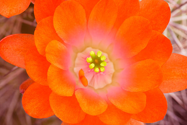 Orange flower