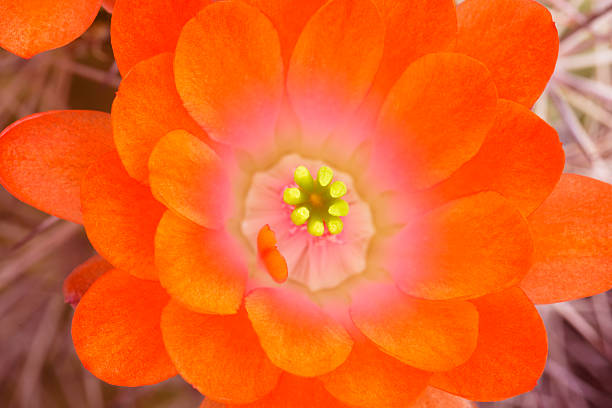 close-up de ouriço cactus blossom - flower cactus hedgehog cactus desert - fotografias e filmes do acervo