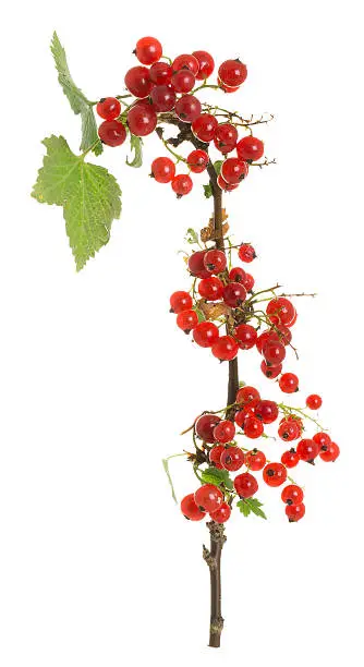 Digital photo of ripe redcurrants, Ribes rubrum twig isolated on white background. These berries are edible and nutritious