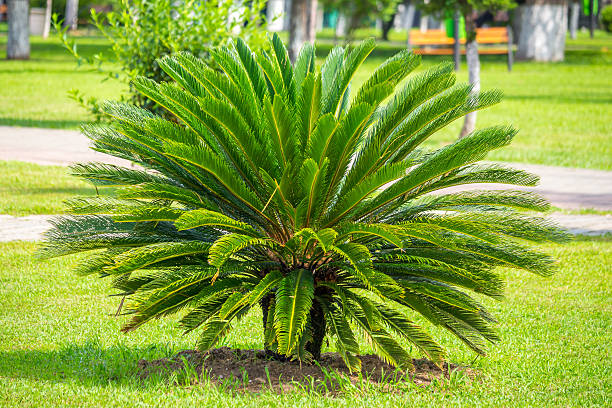 istock small palm tree landscape, flora, Georgia 588378990