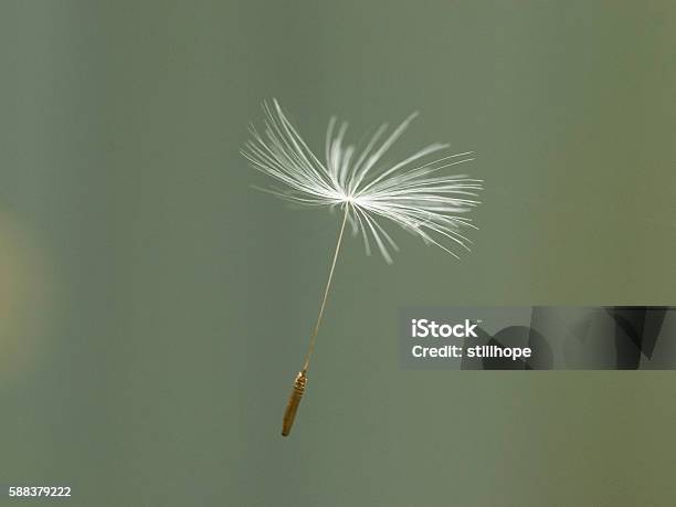 Dandelion Seed Stockfoto und mehr Bilder von Löwenzahn-Samen - Löwenzahn-Samen, Abgeschiedenheit, Einsamkeit