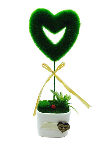 Ivy shaped like heart in flower pot for lover. Isolated on white background