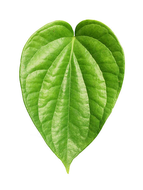 Green betel leaf heart shape isolated on white background