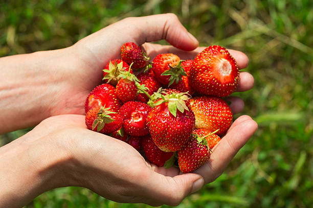 istock Some strawberries in hand on the blurry background 588380422