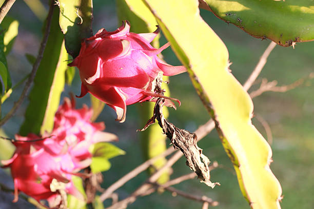 istock Dragon fruit in the garden Thailand 588380670