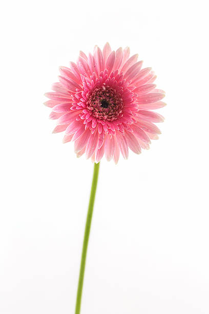 istock Closeup a pink gerbera daisy flower. 588381124