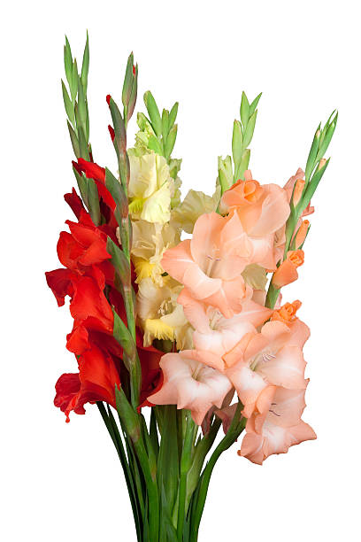 istock Bouquet with colorful gladiolus isolated on white background 588382050