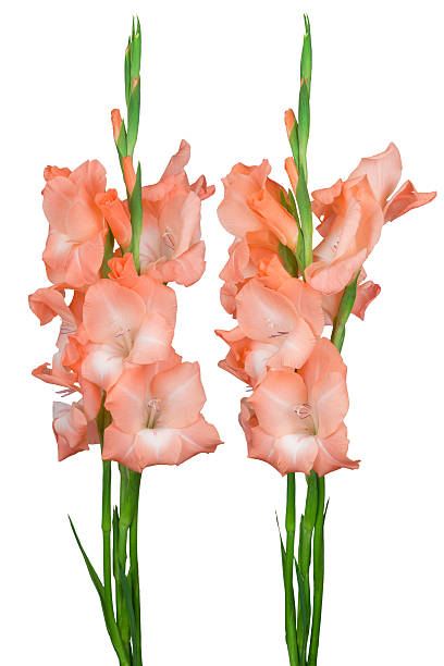 istock Pink gladiolus isolated on white background 588382390