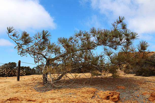 Torrey pine tree A torrey pine tree with the blue sky background. Torrey Pines State Natural Reserve, San Diego, California, USA torrey pines tree stock pictures, royalty-free photos & images
