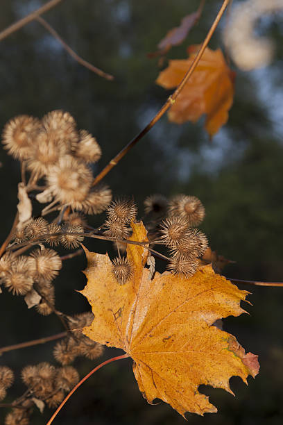 istock Yellow Maple Leaf and Burdock Burrs, Autumn 588382838