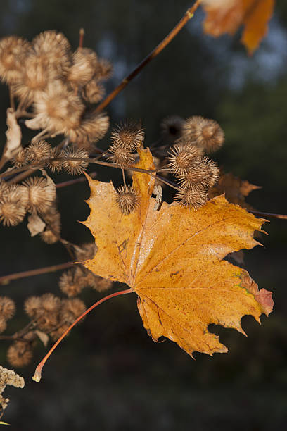 istock Yellow Maple Leaf and Burdock Burrs, Autumn 588383218