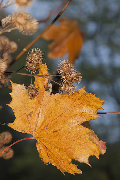 istock Yellow Maple Leaf and Burdock Burrs, Autumn 588383582