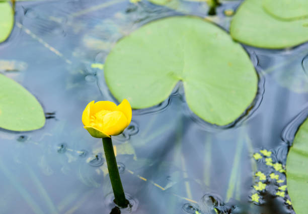 istock Yellow Nuphar lutea flower 588384028