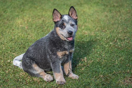 Blue Heeler puppy, Australian Cattle Dog, sitting outdoors on green grass. Portrait of 9-weeks old happy puppy looking at the camera. Photo taken on a sunny day. Full frame horizontal image with copy space.
