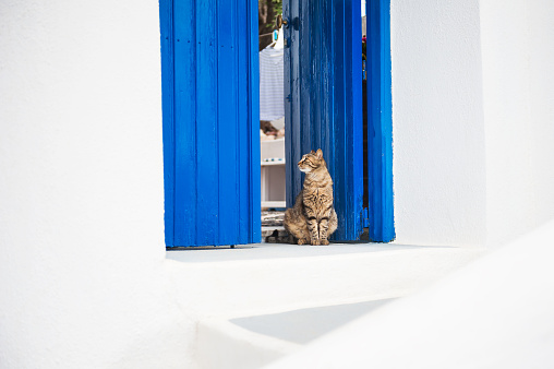Cat sitting on the doorstep. White and blue architecture on Santorini island, Greece.