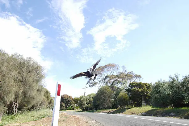 An Australian magpie swooping through the air in defence it's nest.