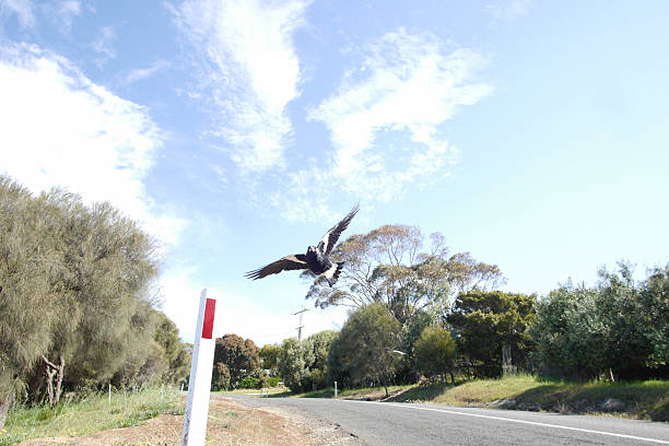 magpie swooping - pega rabuda - fotografias e filmes do acervo