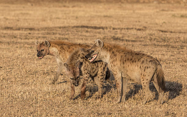 Hyenas on the dry savannah, Masai Mara, Kenya, East Africa Hyenas on the dry savannah, Masai Mara, Kenya, East Africa hyena photos stock pictures, royalty-free photos & images
