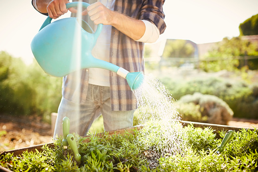 Midsection of man watering seedlings. Male is holding can while standing by crate. He is wearing plaid shirt during summer.