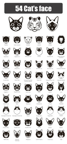 set of cat flat icons, vector illustration Cat breed face cartoon flat icon design purebred cat stock illustrations