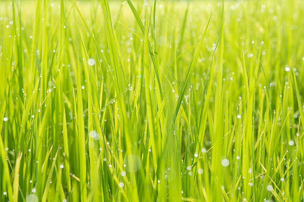 istock rice plant in farm And morning dew 588387952