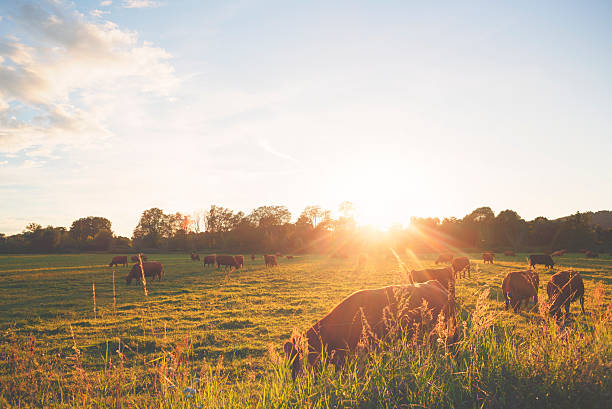 Herd of cows at the meadow against sunset