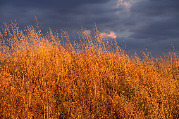 Free Stock Photo of Tall grasses with dark stormy sky | Download Free ...