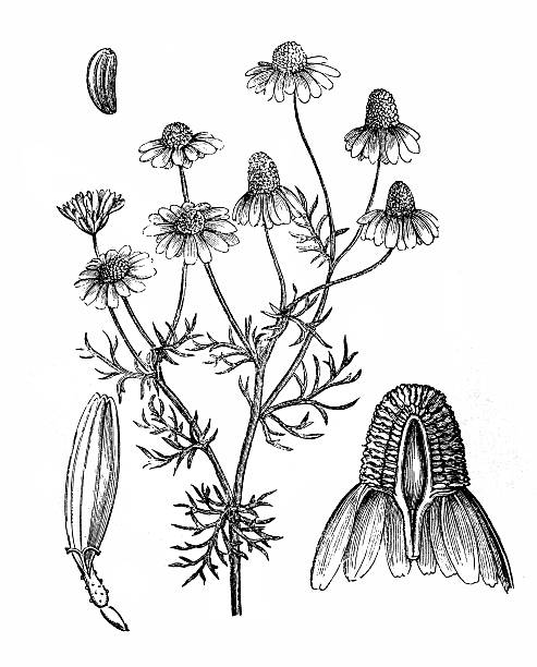 matricaria chamomilla lub niemiecki rumianek - german chamomile chamomile plant flower part temperate flower stock illustrations