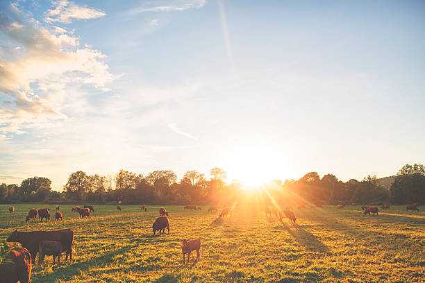 стадо коров на лугу против заката - pasture стоковые фото и изображения