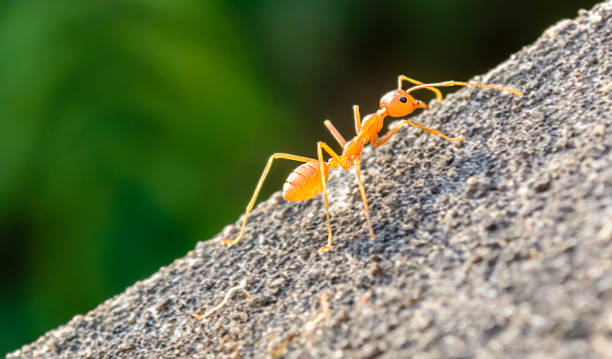 istock close up the ants were climbing up 588389688