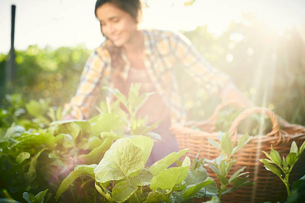 istock Wet plants with woman in background on sunny day 588389802