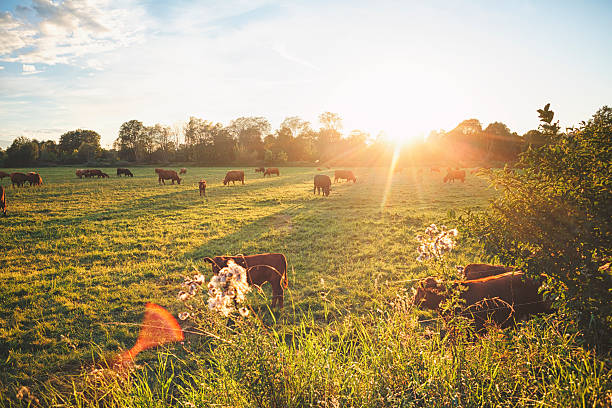 istock Herd of cows at the meadow against sunset 588389852