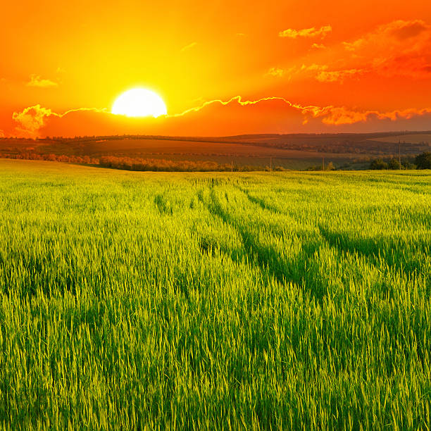 istock Beautiful sunset on wheat field 588390346