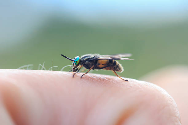 istock nasty gadfly crawling on the arm and painful bites 588391208