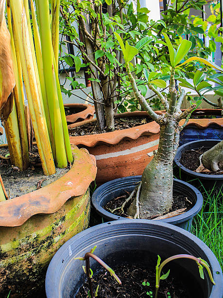 istock Potted plants in the garden 588392938