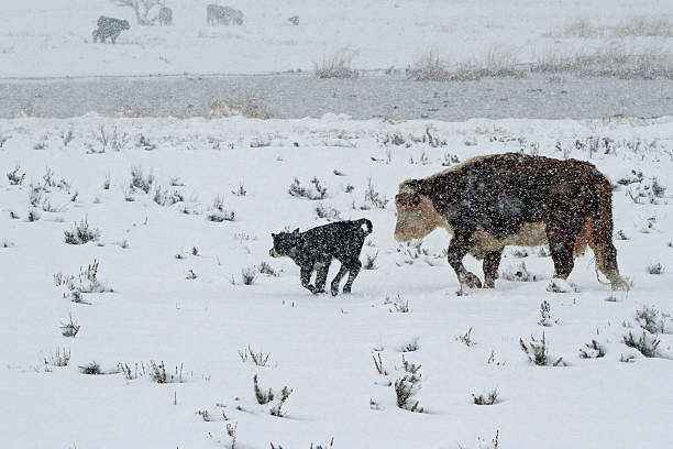 istock Cow and Calf in Snowstorm 588393224
