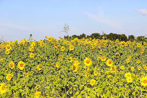 istock field of sunflowers 588393842