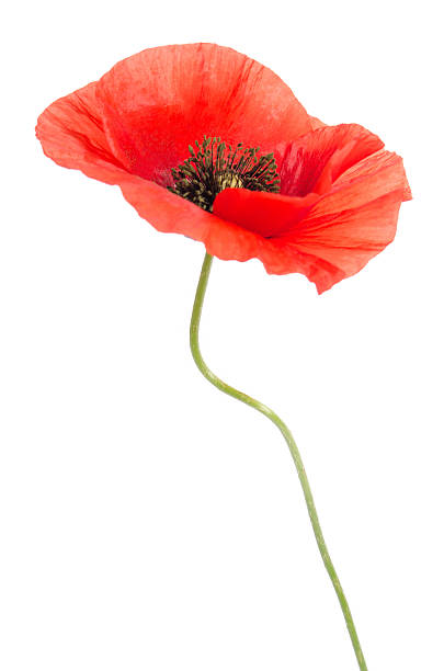 istock single red poppy isolated on white 588393908