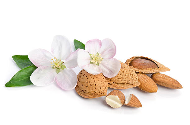 Almonds with leaves and flowers on the white background stock photo